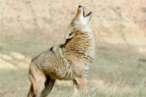 News & Tips: Coyote Scouting Tips