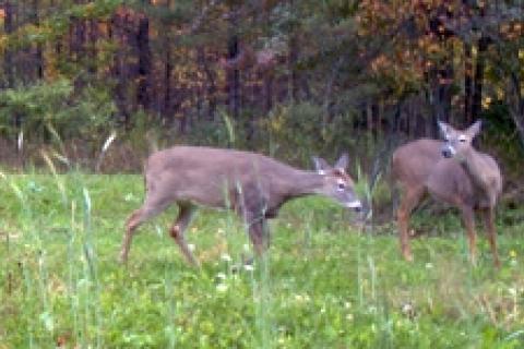 News & Tips: Counting Fawns