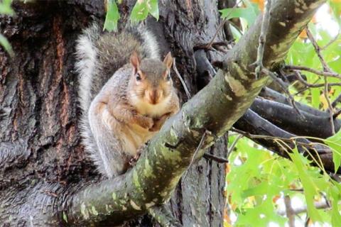 News & Tips: 5 Reasons to Hunt Squirrel & 12 Practical and Essential Hunting Tips...