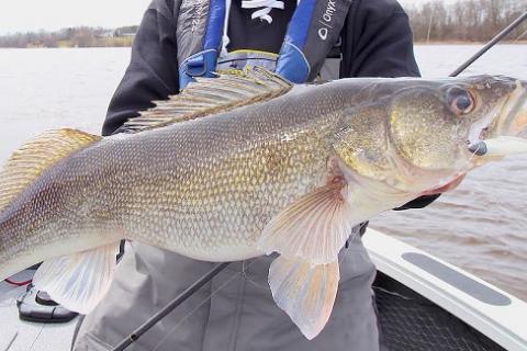 gigantic walleye caught with a Kalin’s  Sizmic Shad Swim Bait by gigantic walleye caught with a Kalin’s  Sizmic Shad Swim Bait...