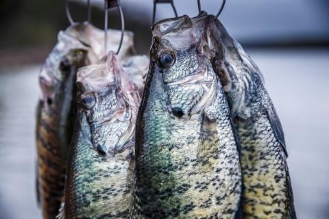 BIG WHITE CRAPPIE OF GRENADA LAKE- Spider rigging the white hubcaps! 