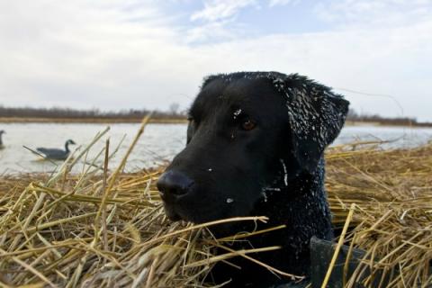 News & Tips: 5 Ways to Prepare Your Retriever for Frigid Weather...