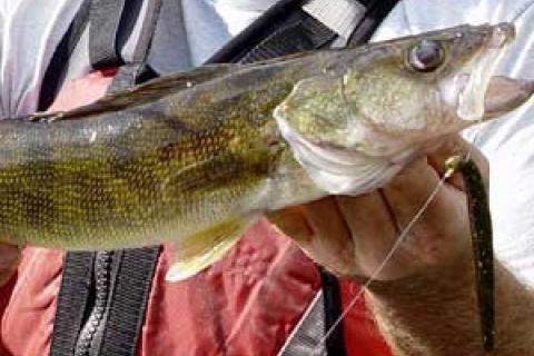 Get Afoot in the Flow for Summer River Walleyes