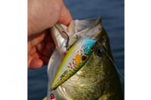News & Tips: 6 Topwater Fishing Baits and How to Use Them...