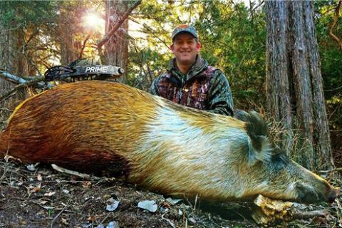 News & Tips: Hunting Wild Hogs In Oklahoma (video)