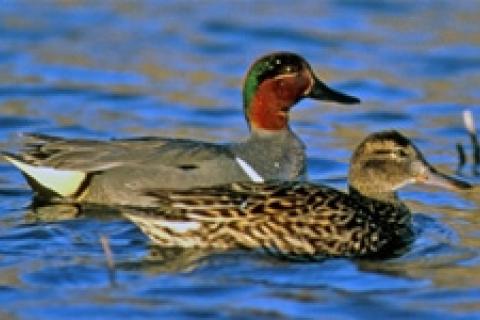 A Ducks Unlimited Guide to Hunting Diving Ducks & Sea Ducks
