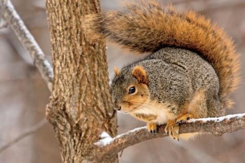 News & Tips: Hunting Squirrels During the Winter