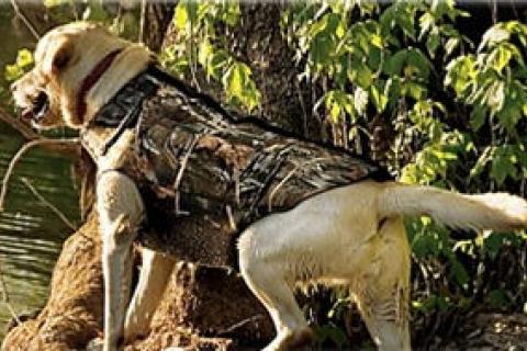 Hunting dog best sale flotation vest