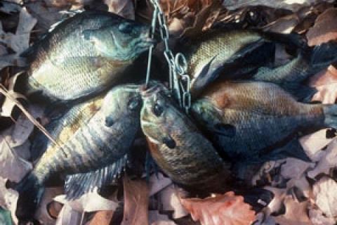 Reelfoot Lake in Tennessee is Panfish Paradise for Anglers