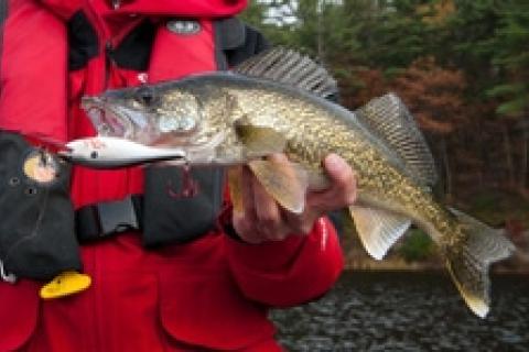 News & Tips: Cozy Up to a Bar for More Walleye