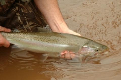 News & Tips: River Mouth Steelhead