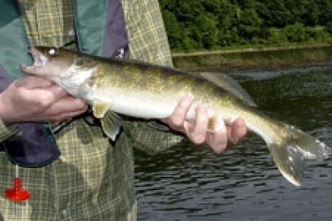 News & Tips: Where to Find River Walleyes in Flat Riffles...