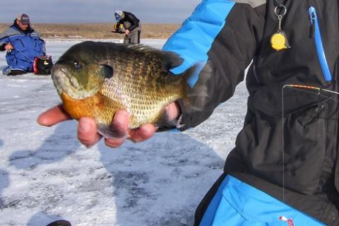 Catch Bigger Panfish This Winter
