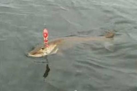 Musky Fishing Tips