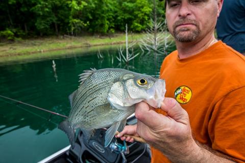 News & Tips: Take Pond & Small Lake Fishing to the Next Level...