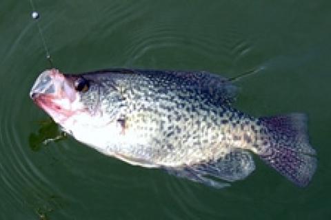 BIGGEST Crappie on Camera! - Pre-Spawn Crappie Fishing from the Bank 