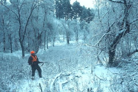 Deep snow, cold temperatures pose challenge for deer