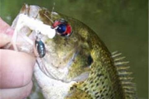 Goggle-Eye or Rock Bass Fishing Tactics