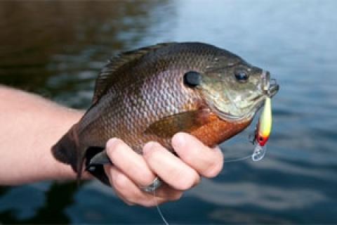 News & Tips: 3 Reasons to Fish Fast for Panfish