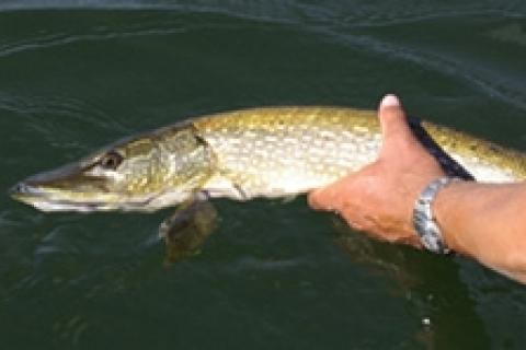 News & Tips: How to Catch Pike: Northern Pike Fishing...