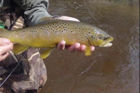 News & Tips: Fishing Tip: Hunting for Trout Hideouts...