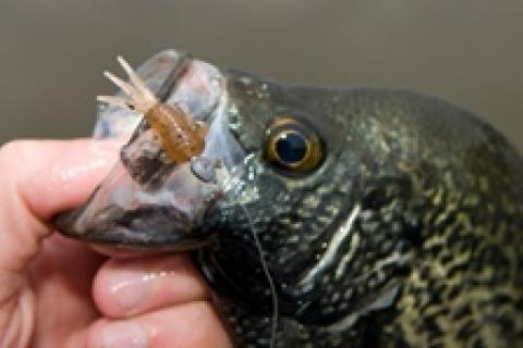 News & Tips: Color Considerations for Crappie