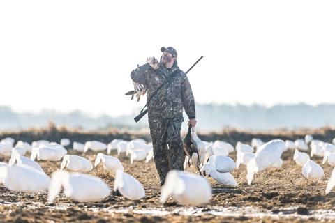 News & Tips: Snow Goose Hunting 101