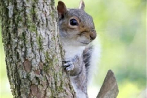 News & Tips: Explore More Wildlife & Nature with Kids: Learn About Squirrels (video)...