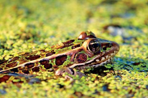 Frog Gigging and the Art of Catching Frogs (video)