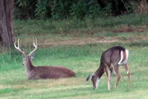 News & Tips: Hunting Doe Bedding Areas for Trophy Bucks...