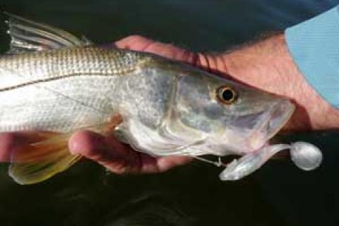 News & Tips: Key Factors to Sight Fishing Snook From the Beach...
