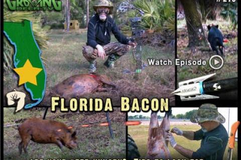 News & Tips: Bow Hunting: Sticking A Pig (video)