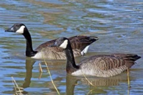 Canada Goose Hunting Basics How Where to Hunt Bass Pro Shops