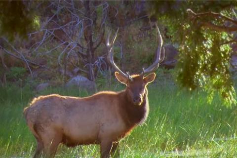 News & Tips: For the Best Elk Bow Hunting: Find Food, Cover & Water (video)...