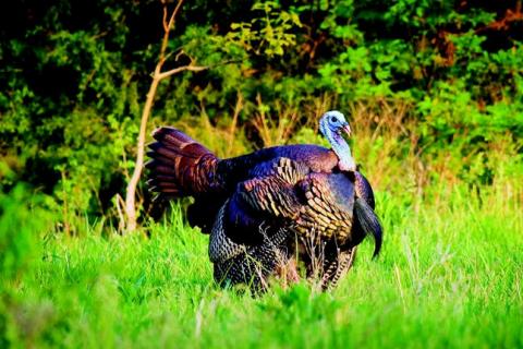 News & Tips: Turkey Hunting: Ten Tips to Locate a Gobbler...