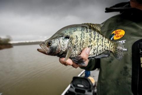 News & Tips: Crappie Facts: The Highs and Lows of Crappie Fishing (infographic)...