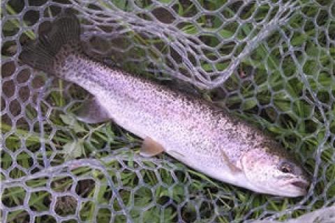 News & Tips: Now is the Time to Fish for Trout That Survived the Summer...