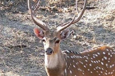 News & Tips: Axis Deer: King of the Exotics