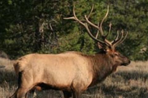 News & Tips: Elk By the Numbers, 10 Steps to Hunting Success...