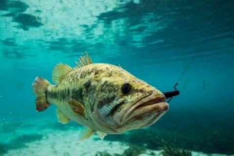 Bass Color of the day Watermelon Red and Watermelon Candy - Lake Okeechobee Bass  Fishing