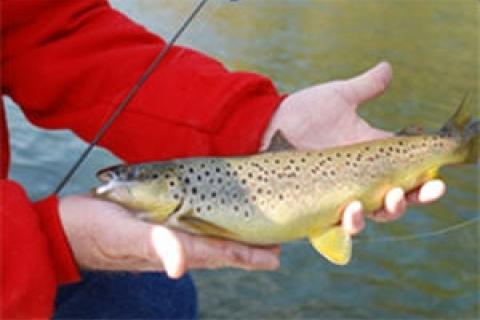 News & Tips: Brown Trout Facts