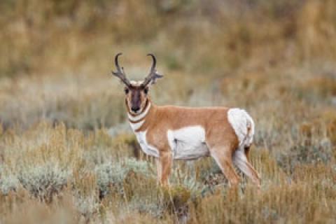 News & Tips: Bowhunting Pronghorn: Tips on Taking and Making the Shot...