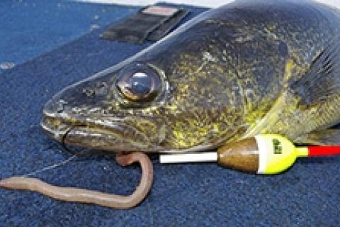 Fishing With Live Worms for Bass: Still as Effective as Ever