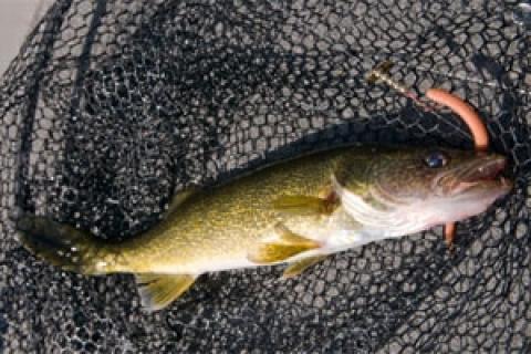 How to Use Slow Death Hooks for Walleye 