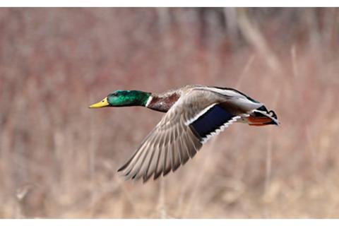 Finding Public Land for Duck Hunting