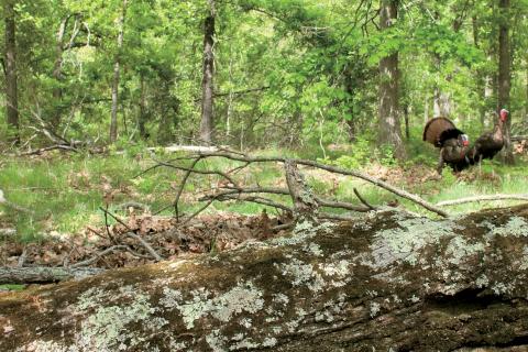 Turkey Decoys in the field