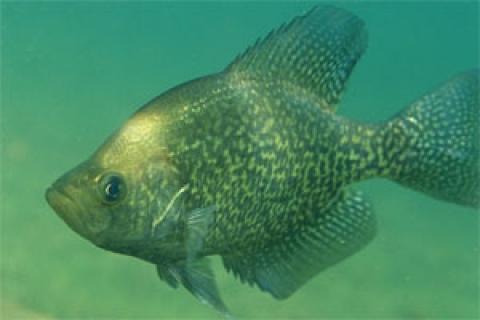 News & Tips: 3 Clear-Water Crappie Tactics From the Fishing Experts...