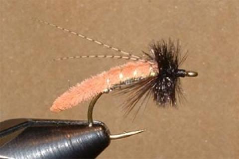 News & Tips: Tying the Caddis Poopah: Step by Step Instructions...