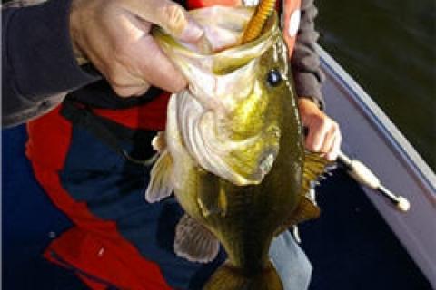 News & Tips: 5 Tips for Late Fall Northern Largemouth Bass...