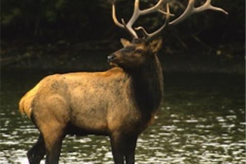 News & Tips: Elk Hunting 101 Basics